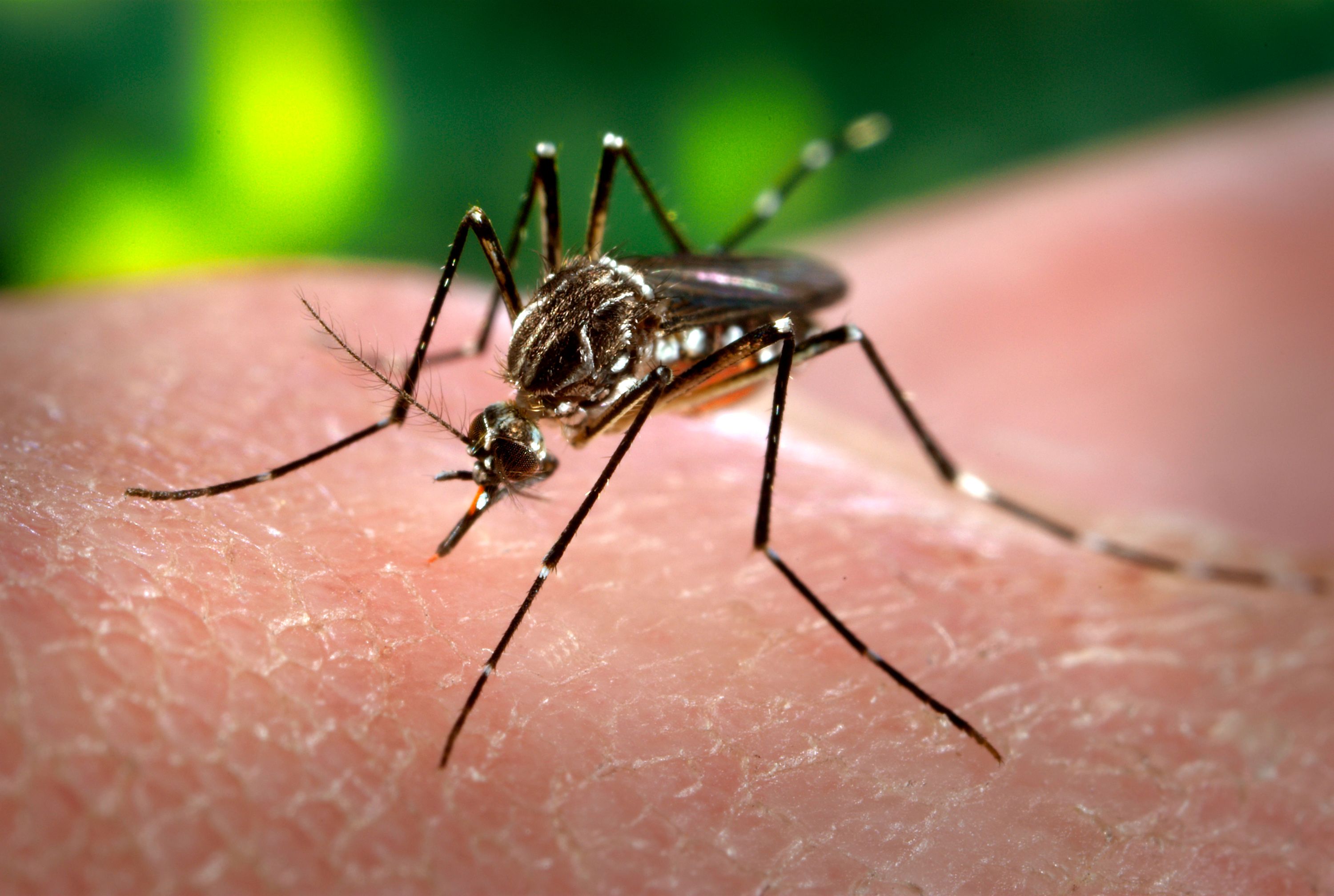Reforço natural contra o Aedes aegypti